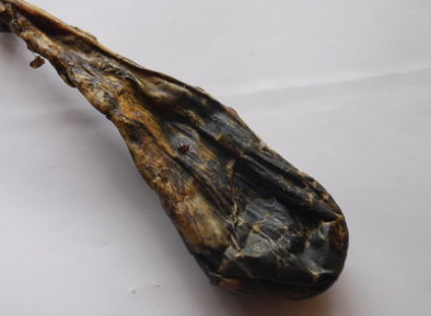 熊胆的功效与作用