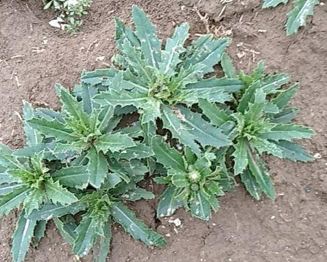 小蓟的功效与作用