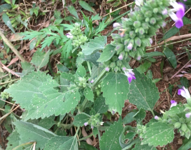 防风草的功效与作用