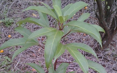 半枫荷的功效与作用