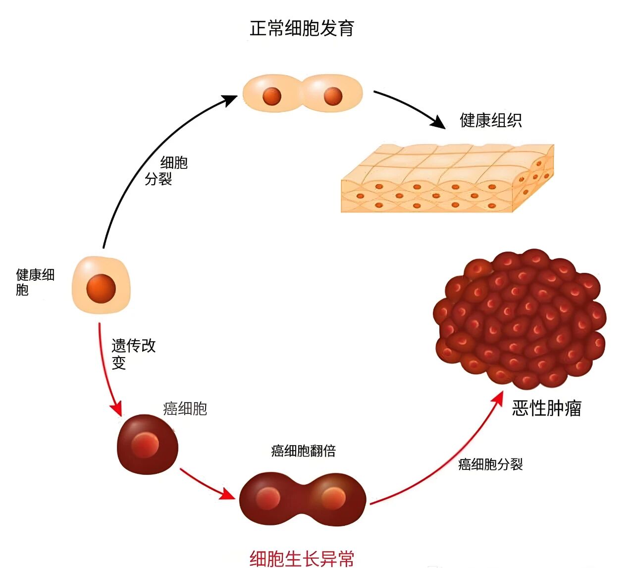 为什么癌症患者需连服中药至少3年？是否需终身服药？