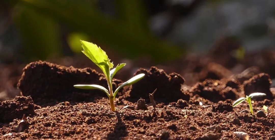 抗癌的两个终极问题：为什么癌症会发生？癌症如何消失？答案来了